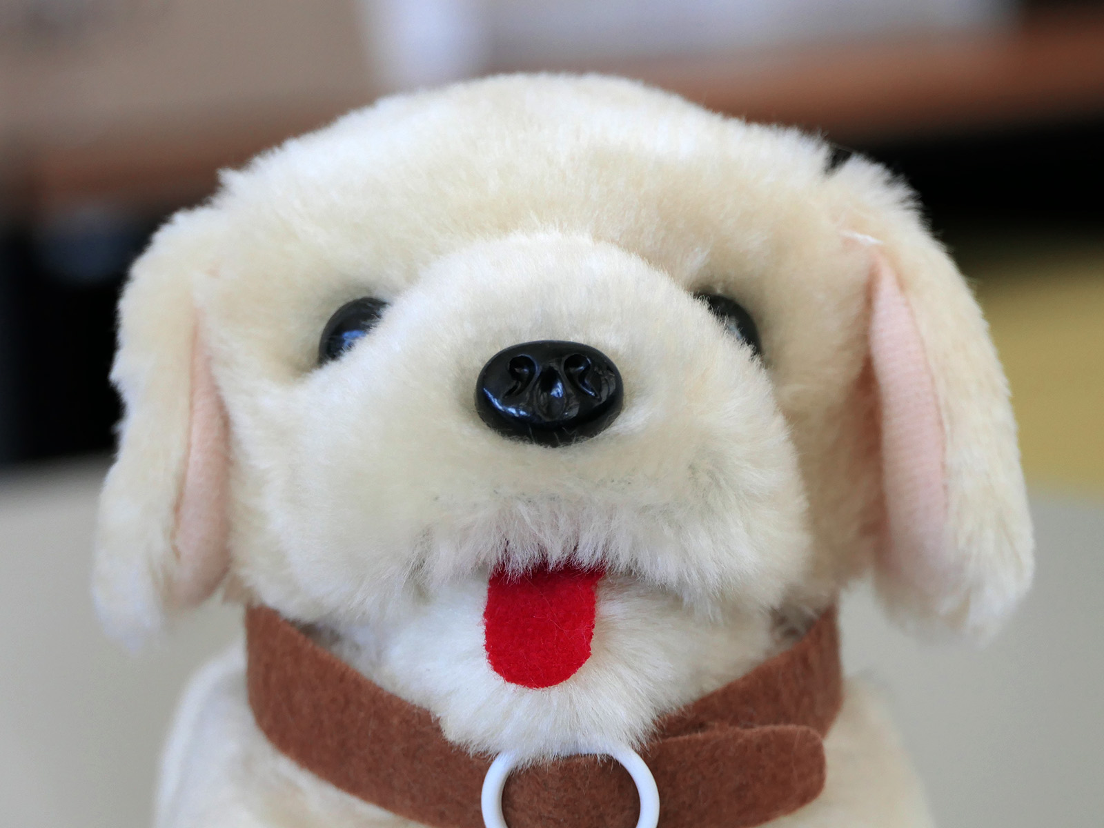 Hund Lucy - adaptiert